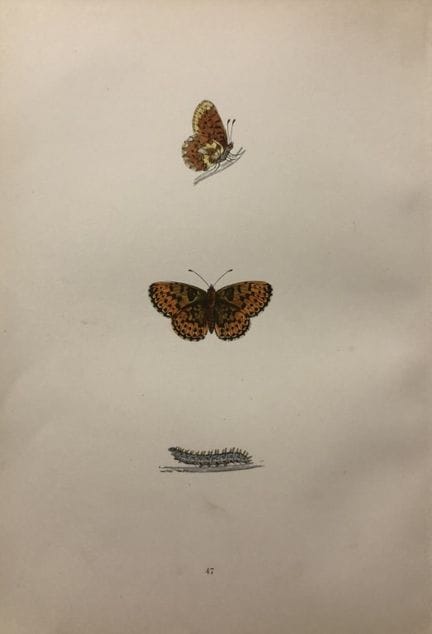 Révérend F. O. Morris – Gravure représentant des p