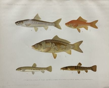 Wilhelm von Wright – Wunderschöne Lithografie mit 