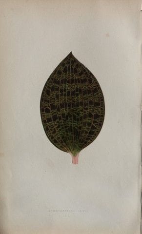Edward Lowe - Beautiful Leaved Plants 1861.

This 