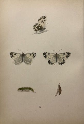 Révérend F. O. Morris – Gravure représentant des p