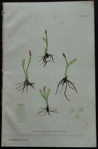 Thomas Moore - Fougères imprimées d'après nature p