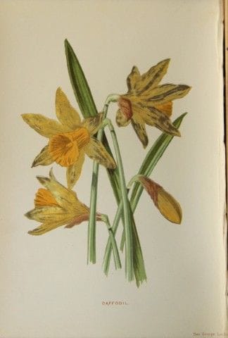 Shirley Hibberd – Narzisse 1877.

Dieser chromolit