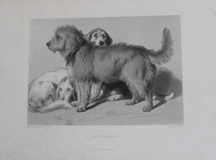 Sir Edwin Landseer – Stich von „The Three Dogs“, 1
