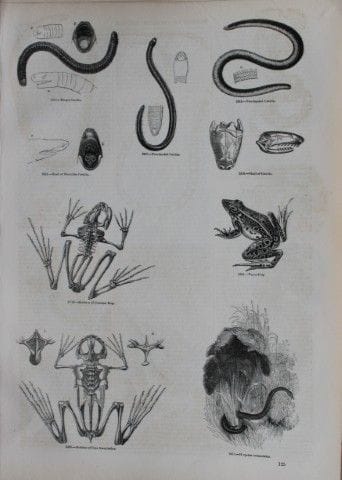 Gravure de reptiles publiée par Charles Knight en 