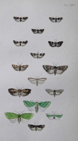 Révérend F.O. Morris - Gravure représentant des pa