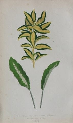 Edward Lowe – „Beautiful Leaved Plants“ 1861.

Die