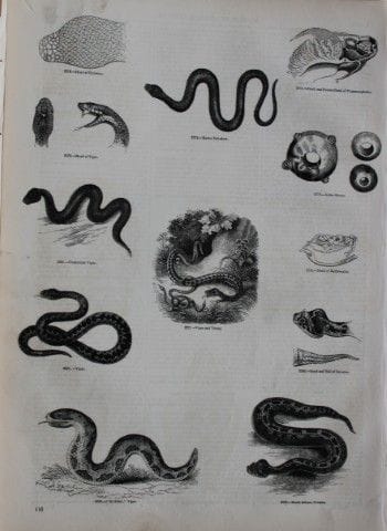 Gravure représentant des serpents, publiée par Cha
