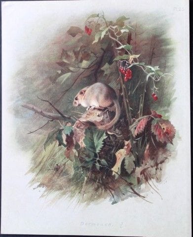 A. Thorburn – Druck der Haselmaus, 1920.

Dieser o