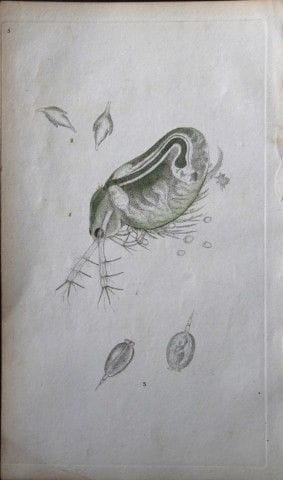 Edward Donovan – Kupferstich mit Insektenmotiven, 