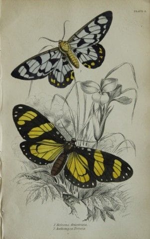 James Duncan - Gravure coloriée à la main représen