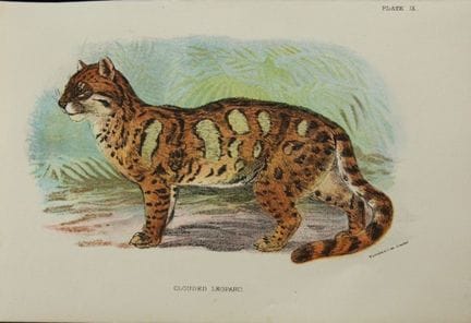 Richard Lydekker - Clouded Leopard 1896.

Colour p