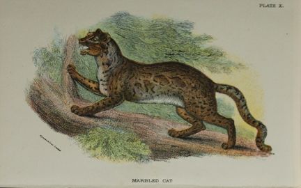 Richard Lydekker - Marbled Cat 1896.

Colour plate