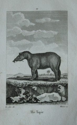 Buffon – Tapir, gezeichnet von De Seve, 1812.

Die