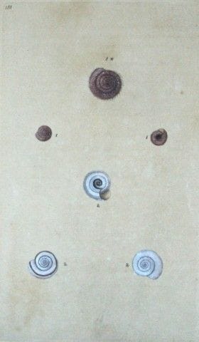 Edward Donovan – Handkolorierter Stich von Muschel