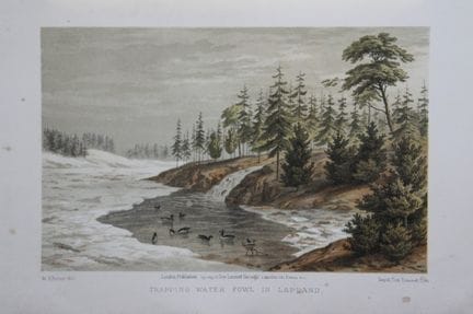 L. Lloyd – Wasservögel in Lappland von Korner, 186