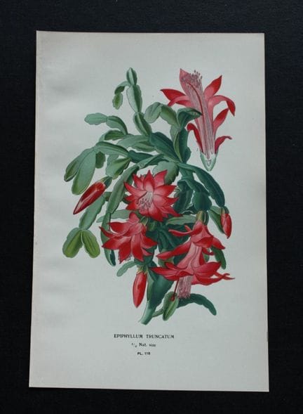 Edward Step - Chromolithographie de fleurs, 1896.
