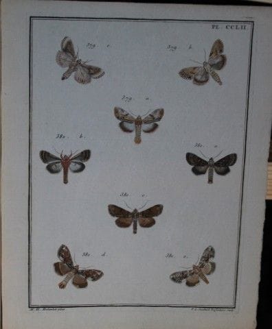 ME Hochecker - Gravure tirée de *Insectes d'Europe