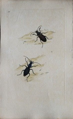 Edward Donovan - Gravure sur cuivre représentant d