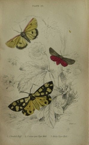 James Duncan - Gravure coloriée à la main représen