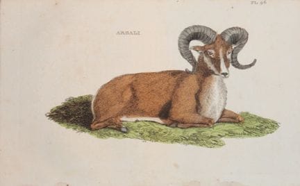 Brightly – Stich eines Argali, 1811.

Dieser Kupfe