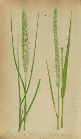 Edward Lowe – „A Natural History of British Grasse