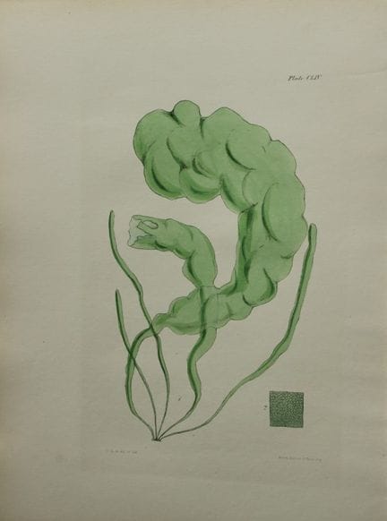 威廉-哈维 - 1846 年《海草》手绘石版画。

这幅石版画出自 Phycologia Brita