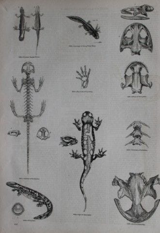 Gravure de reptiles publiée par Charles Knight en 