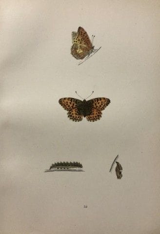 Révérend F. O. Morris – Gravure représentant des p