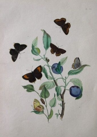HN Humphreys – Handkolorierte Lithografie britisch
