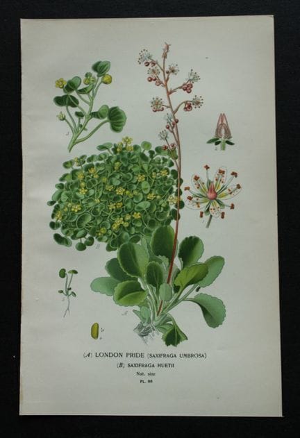 Edward Step - Chromolithographie de fleurs, 1896.
