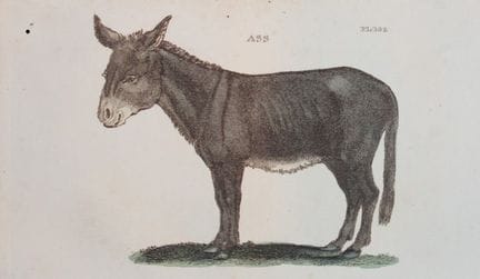 Brightly – Stich eines Esels, 1811.

Dieser Kupfer