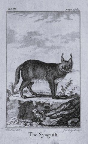 Buffon – Der Syagush, gezeichnet von De Seve, 1812