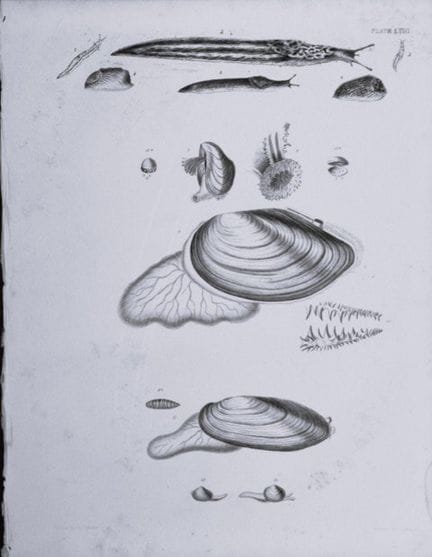 托马斯·布朗上尉——1844年贝壳版画。

这幅版画出自托马斯·布朗上尉所著的《大不列颠及爱尔兰近代