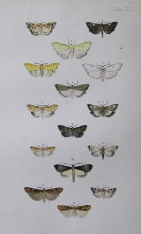 Révérend F.O. Morris - Gravure représentant des pa