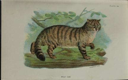 Richard Lydekker - Wild Cat 1896.

Colour plate by