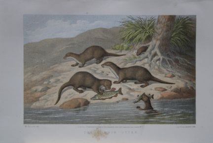 L. Lloyd – „Der Gewöhnliche Otter“ von Korner, 186