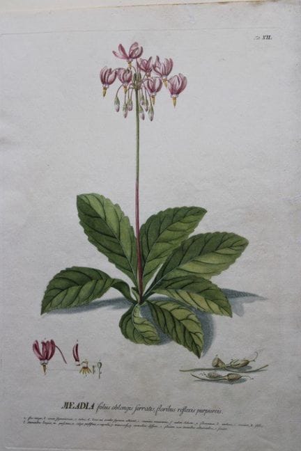 Ehret &amp; Trew - Meadia, tirée de *Plantae Selec