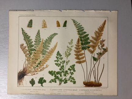 James Britten - Chromolithographie de fougères eur