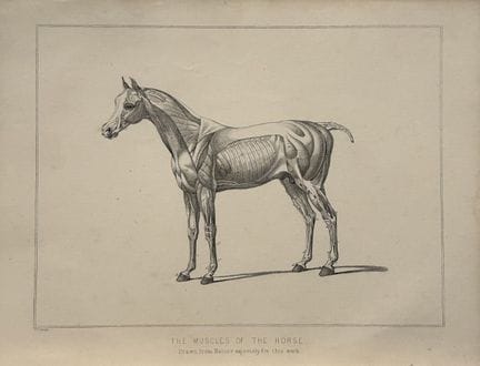 Benjamin Herring - Lithograph of the Muscles of th