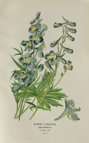 Edward Step - Chromolithographie de fleurs, 1896.
