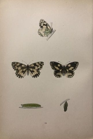 Révérend F. O. Morris – Gravure représentant des p