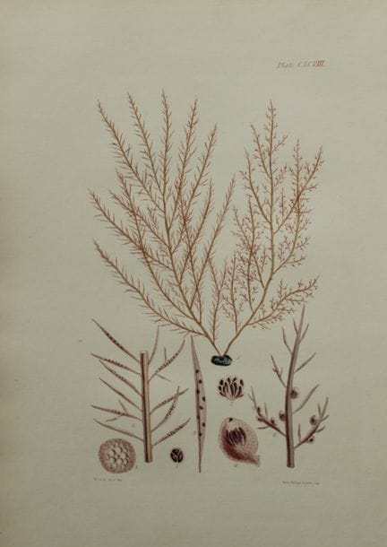 威廉-哈维 - 1846 年《海草》手绘石版画。

这幅石版画出自 Phycologia Brita