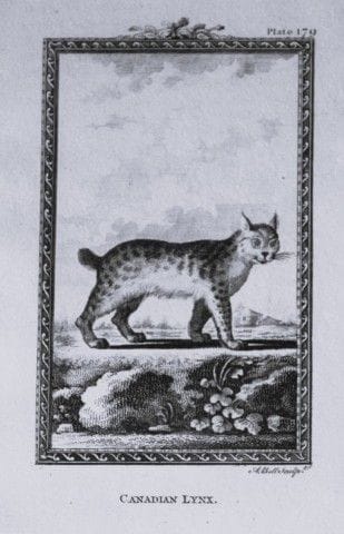 Buffon – Der kanadische Luchs, Stich von A. Bell, 