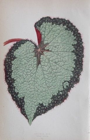 Edward Lowe - Beautiful Leaved Plants 1861.

This 