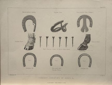 Benjamin Herring - Lithograph of Horseshoe Varieti