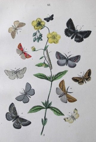 WF Kirby – Handkolorierte Lithografie aus „Europea