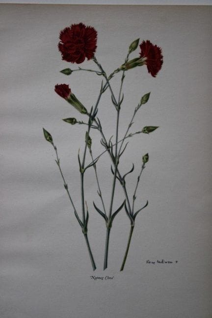 Rory McEwen – Lithografie „Muskatnuss, Nelke, Nelk