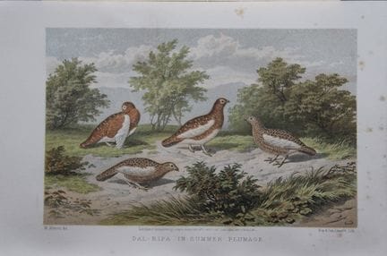 L. Lloyd – Dal-Ripa im Sommergefieder, von Korner,
