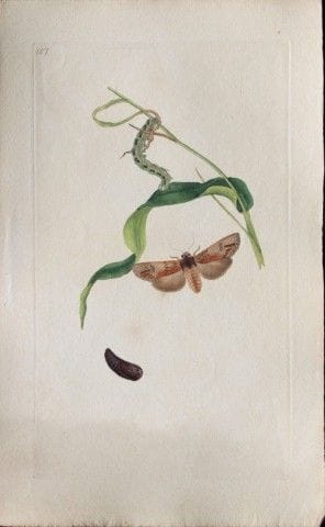 Edward Donovan – Kupferstich mit Mottenmotiven, 17