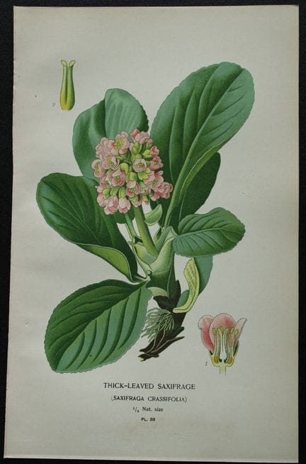 Edward Step - Chromolithographie de fleurs, 1896.
